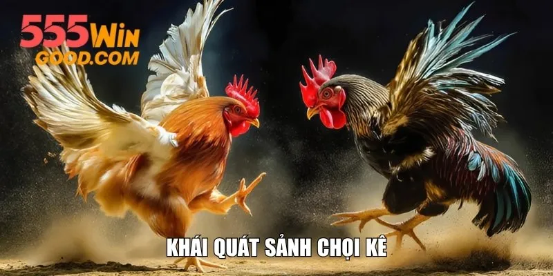 Khái quát sảnh chọi kê